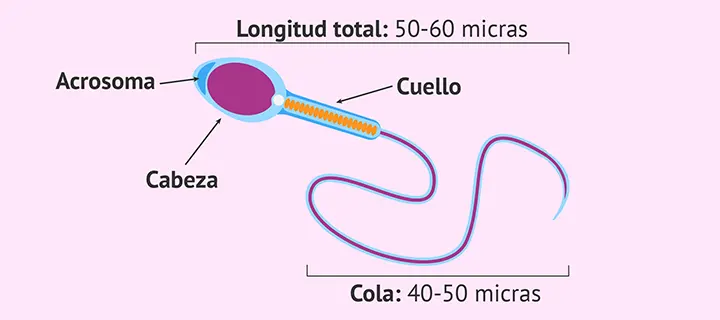 Espermatozoide con medidas normales