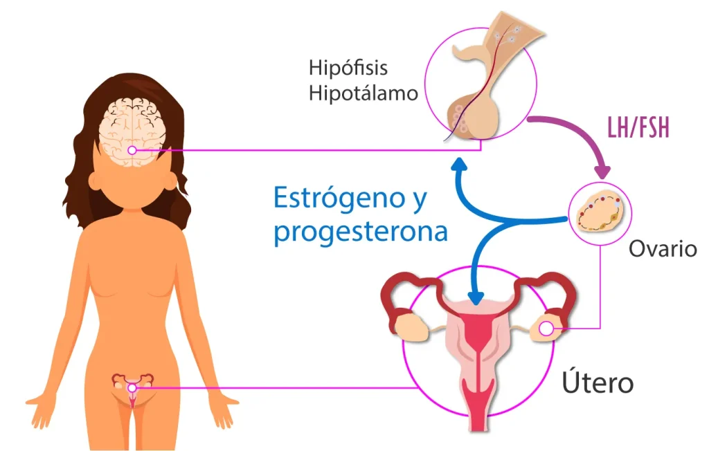 Principales hormonas implicadas en la Fertilidad